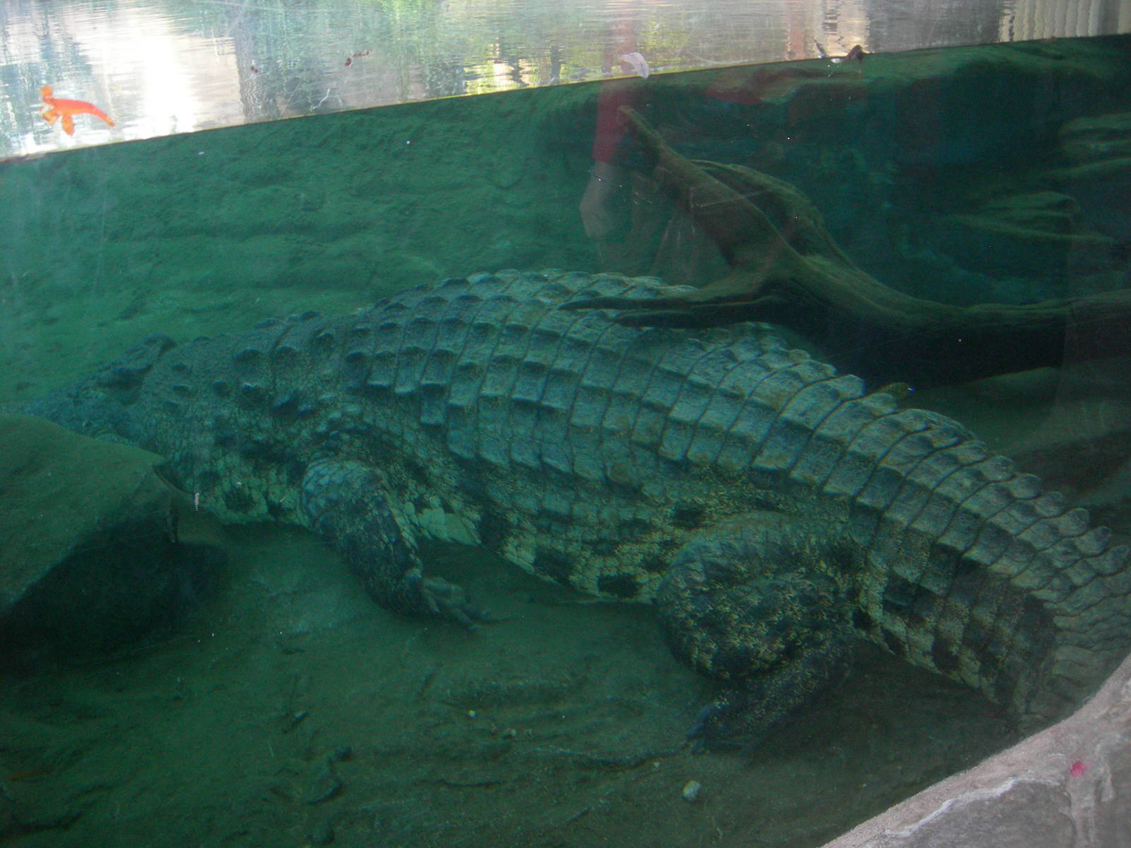 Nile Crocodile