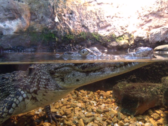 Nile Crocodile