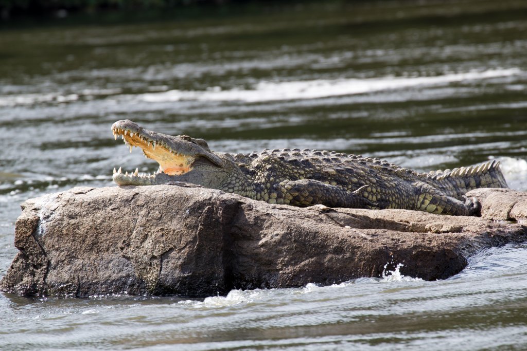 Nile Crocodile