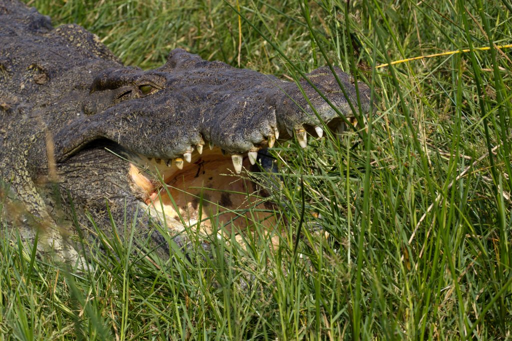 Nile Crocodile