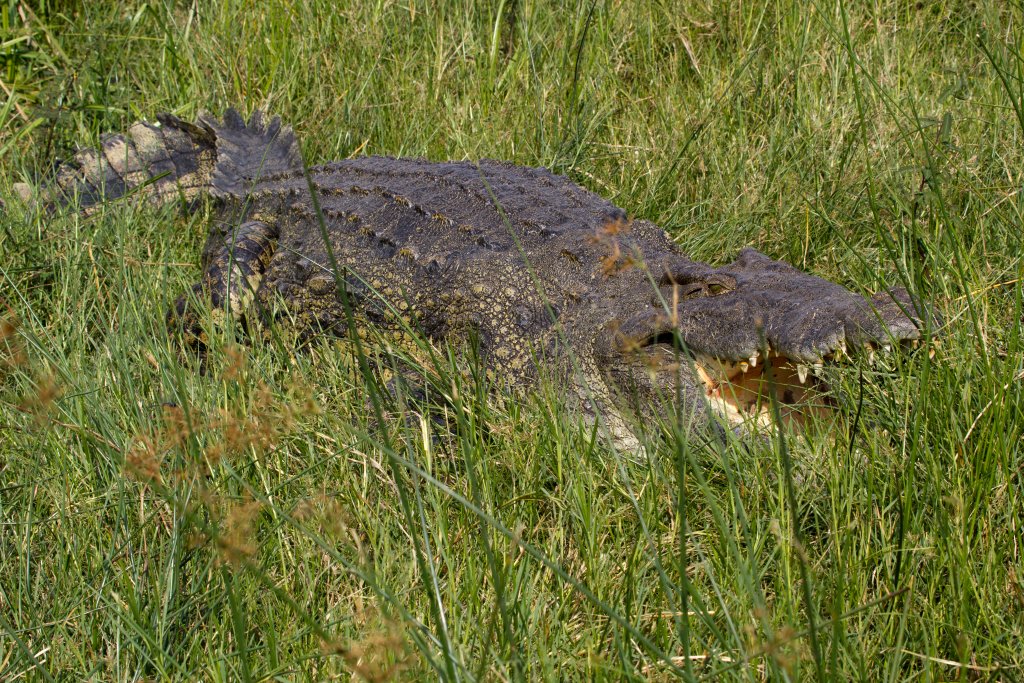Nile Crocodile
