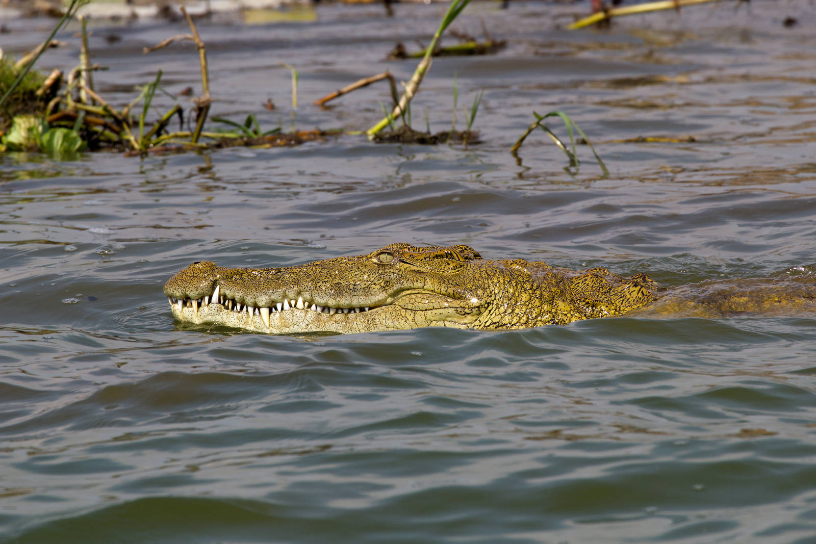 Nile Crocodile