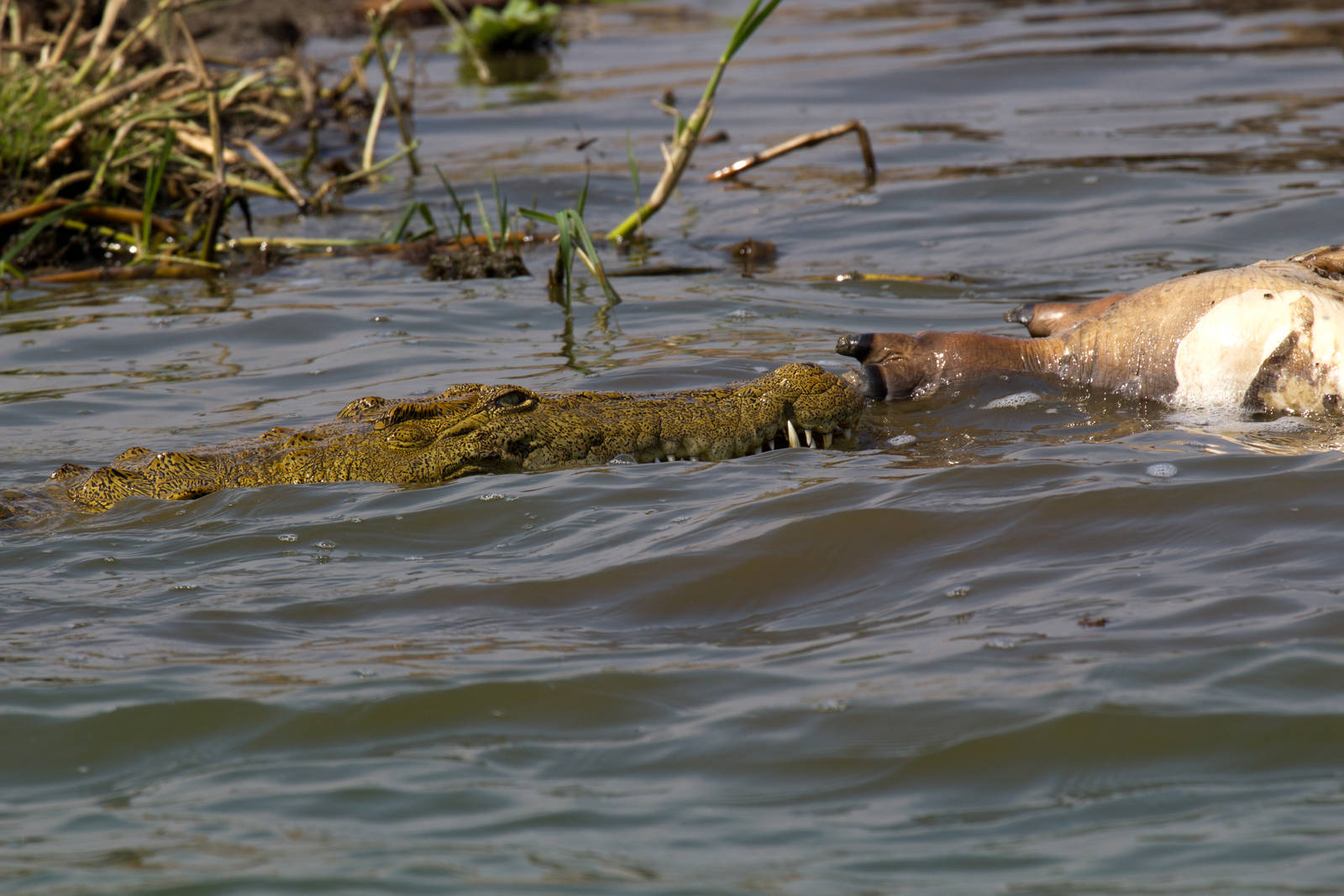 Nile Crocodile