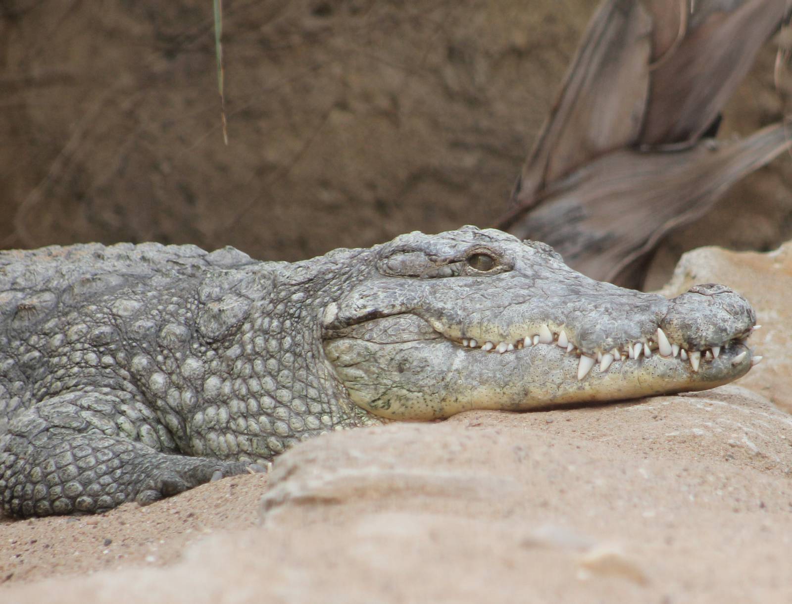 Nile crocodile