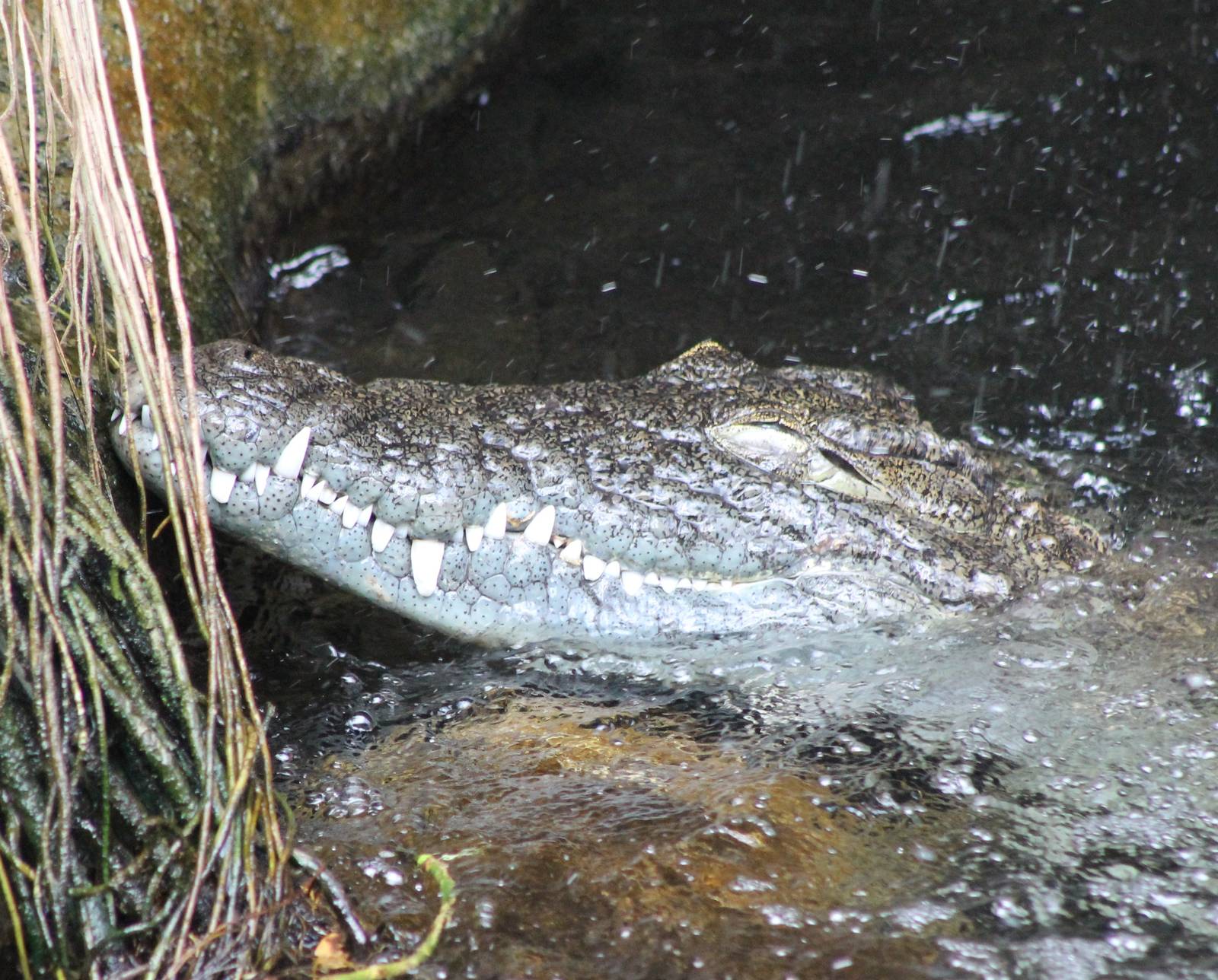Nile crocodile