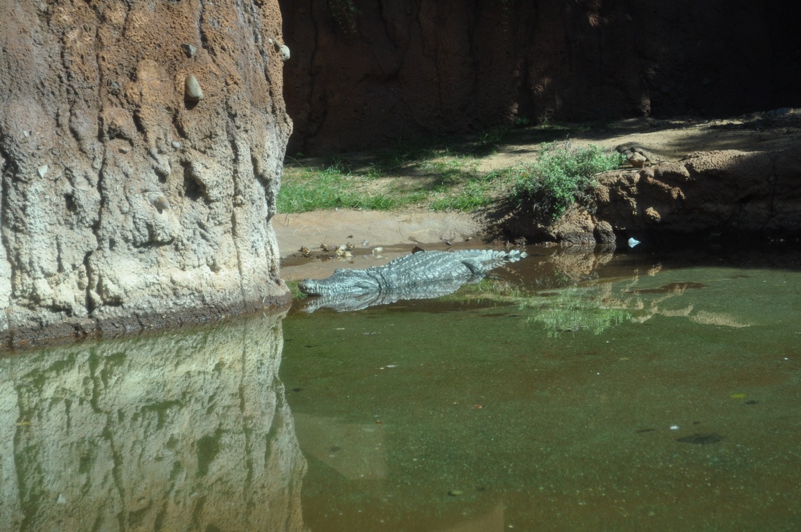 Nile Crocodile