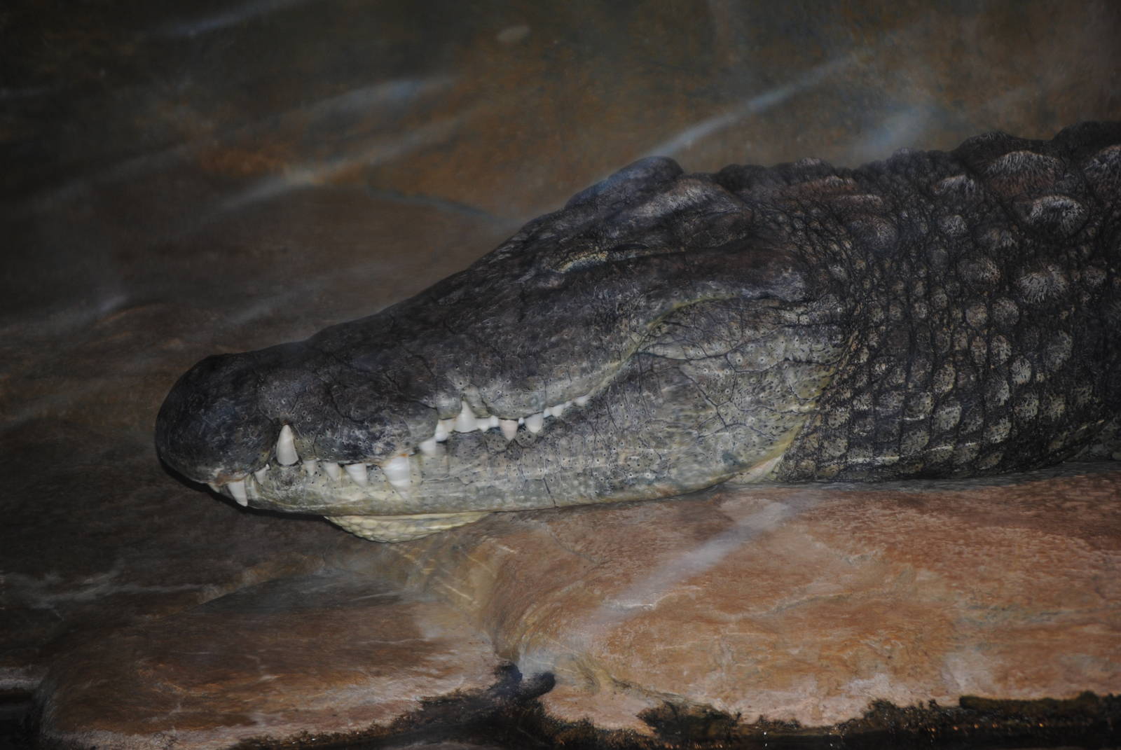 Nile Crocodile