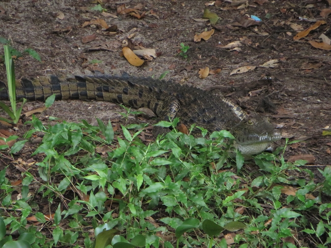 Nile crocodile