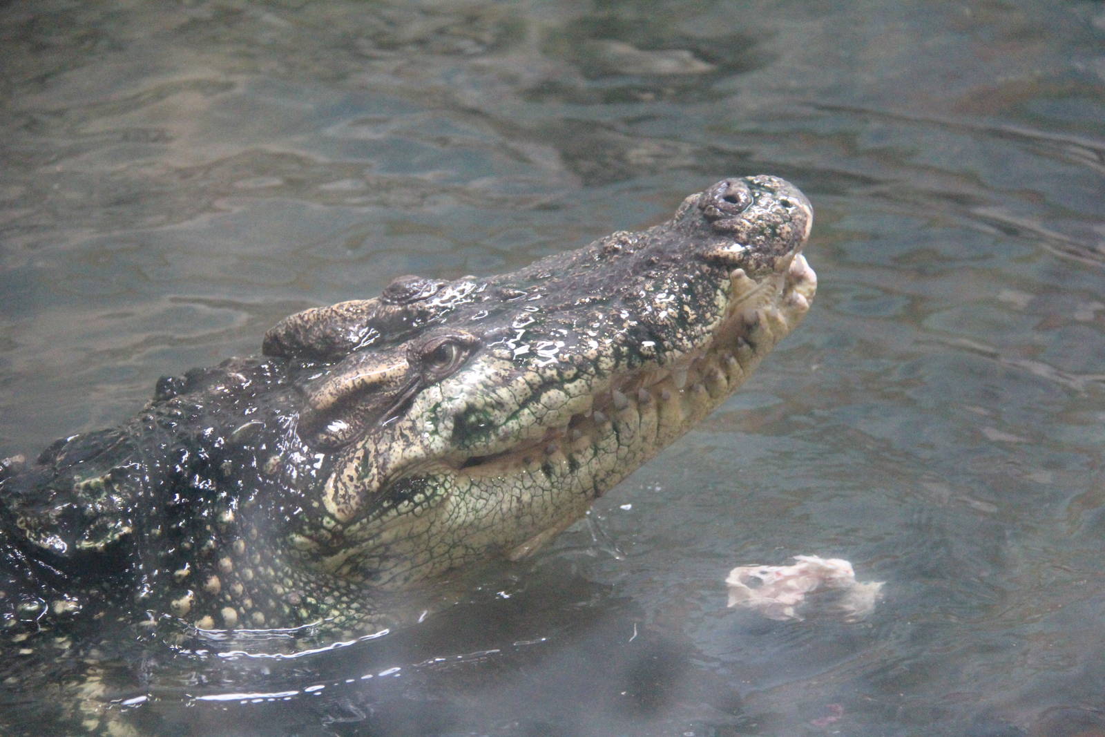 Nile crocodile