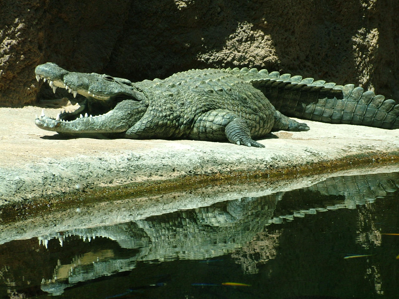 Nile crocodile
