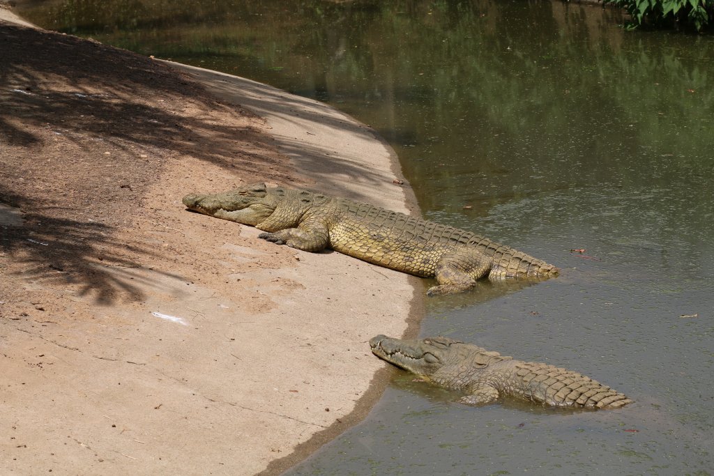 Nile Crocodile