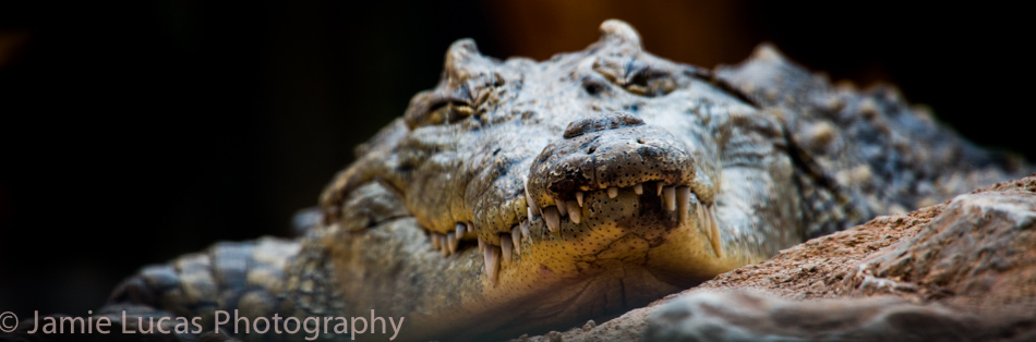 Nile Crocodile