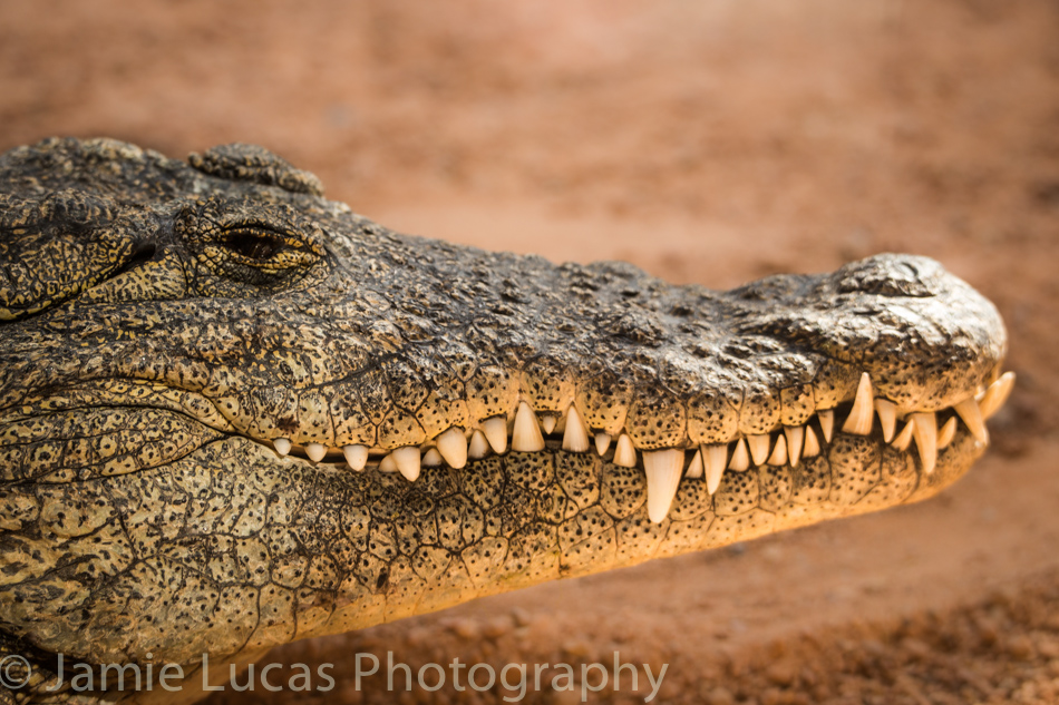 Nile Crocodile