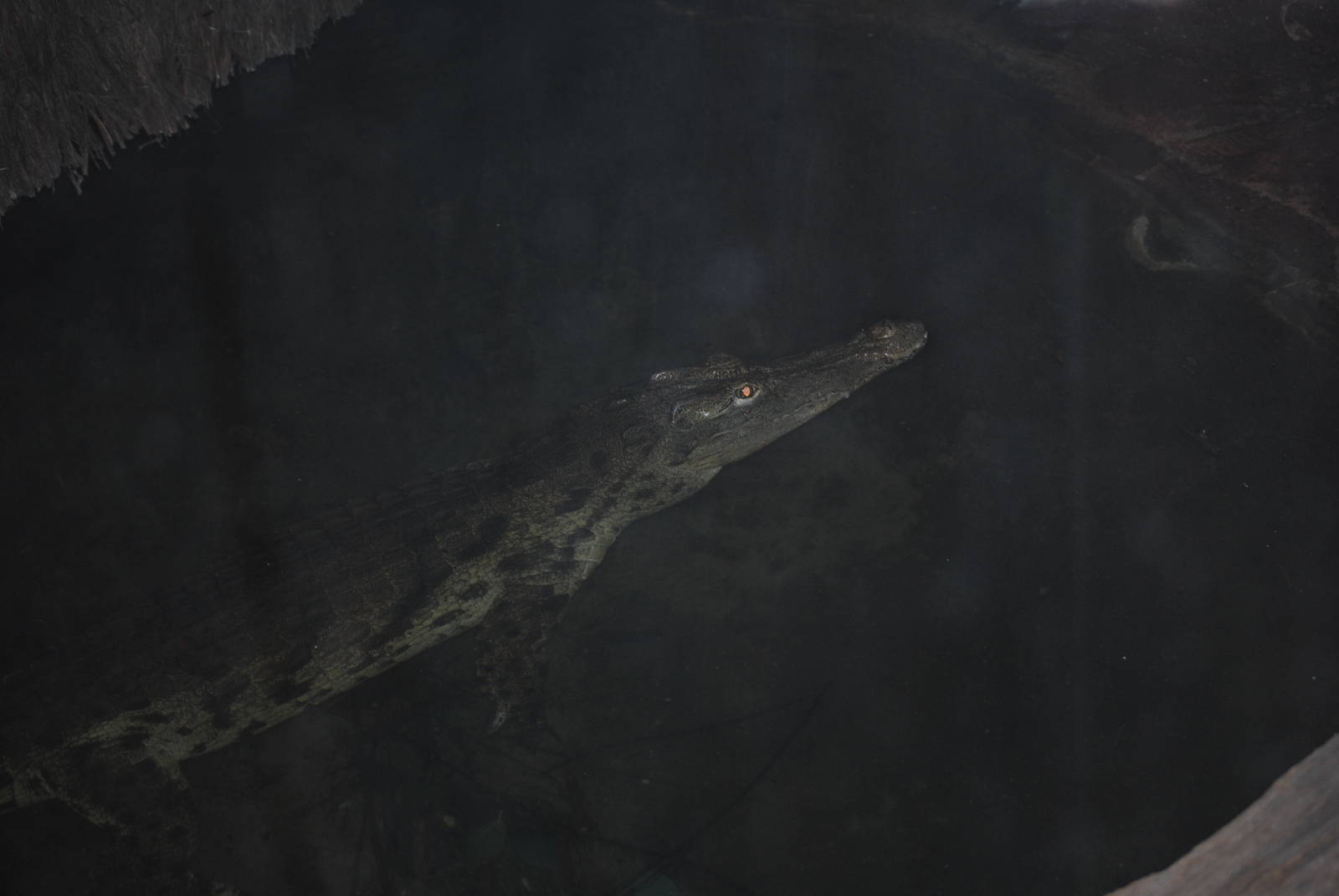Nile Crocodile