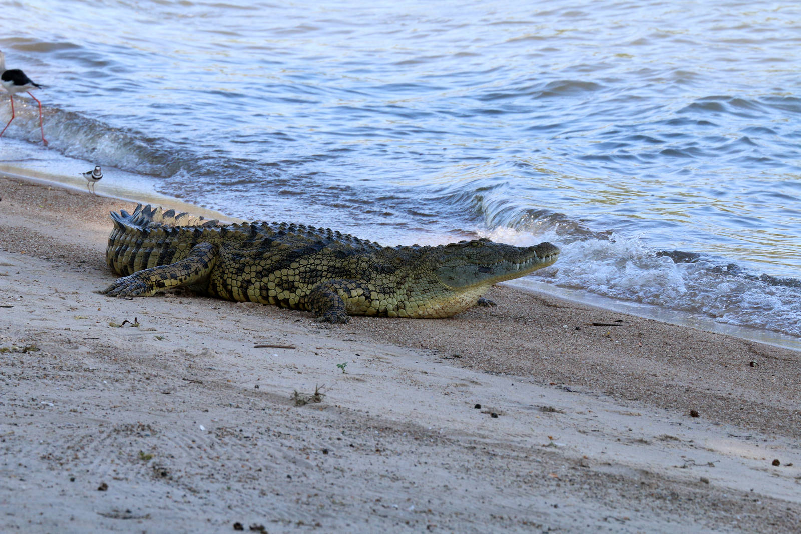 Nile Crocodile
