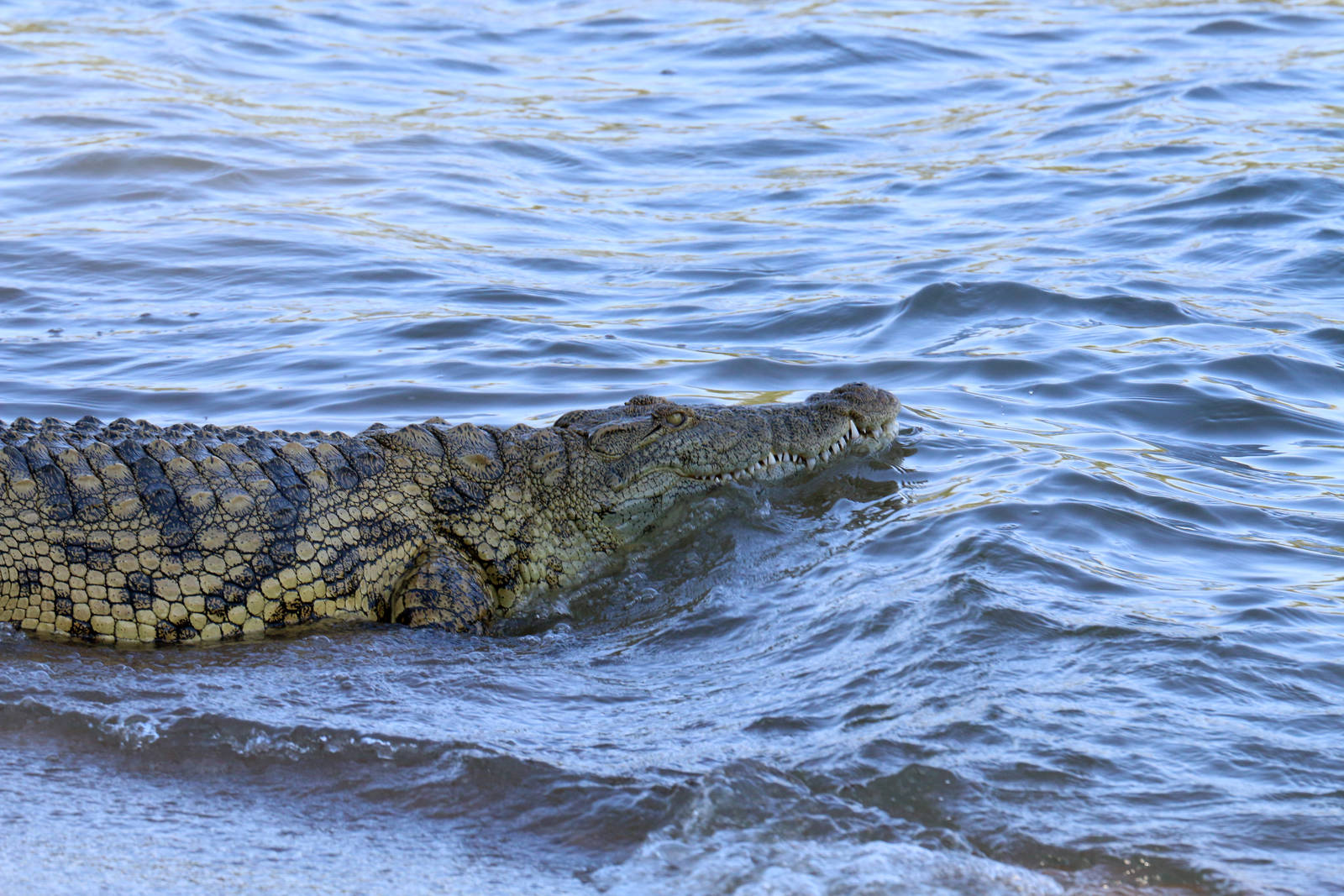 Nile Crocodile