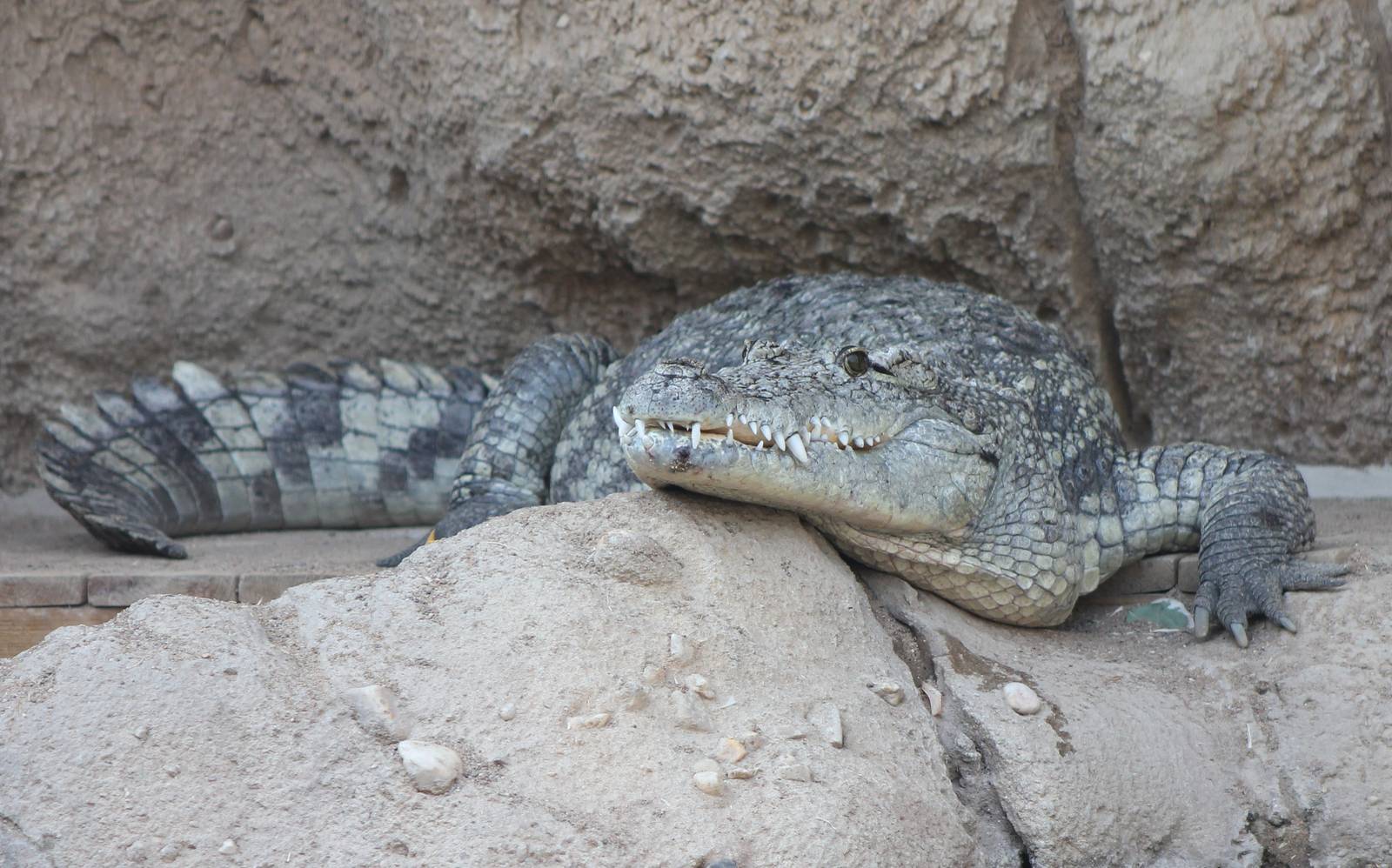 Nile crocodile