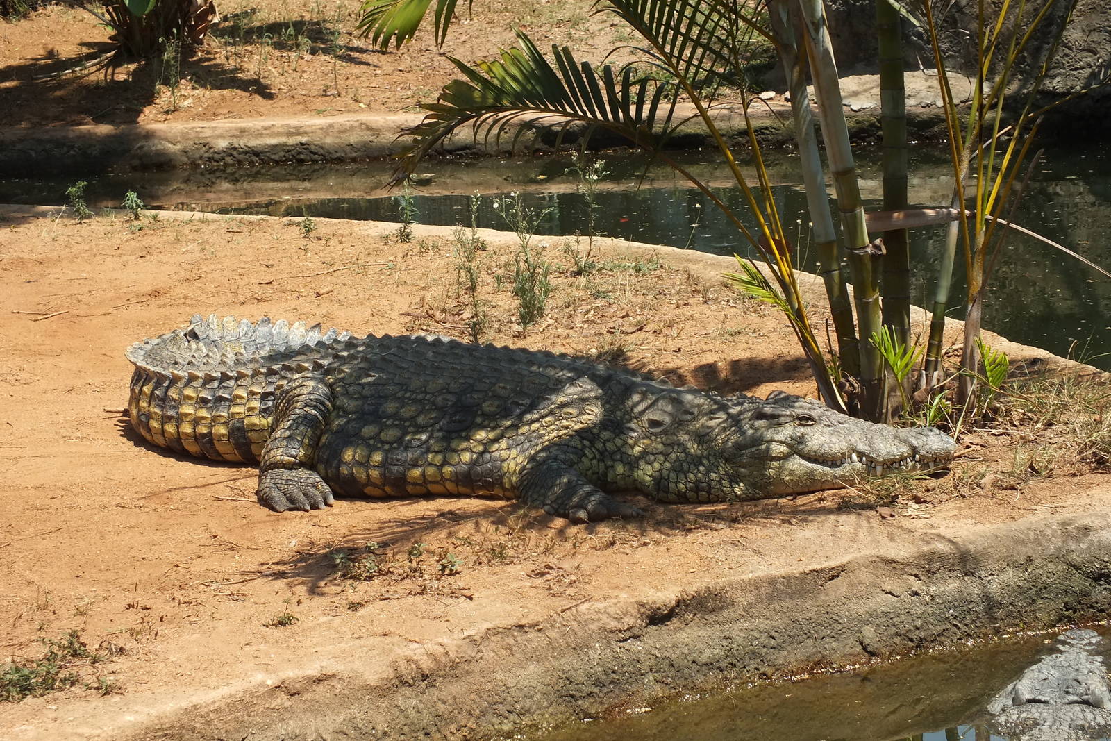 Nile Crocodile