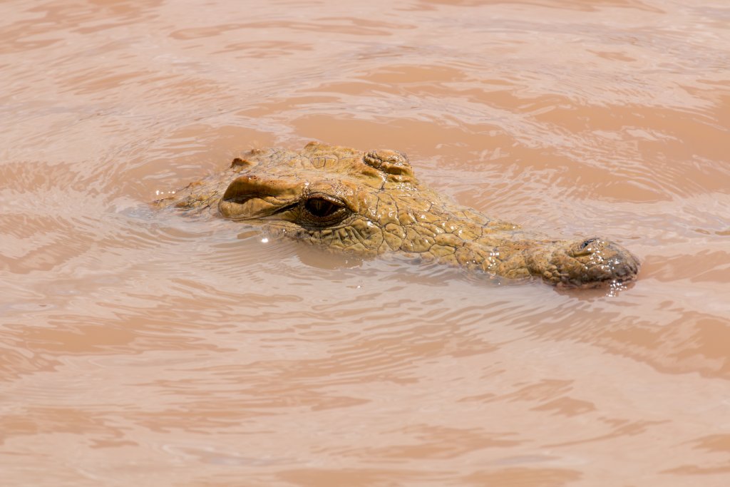 Nile Crocodile