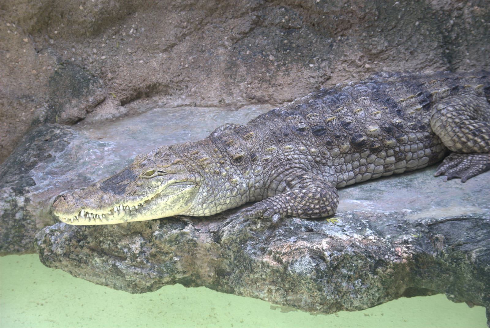 Nile Crocodile