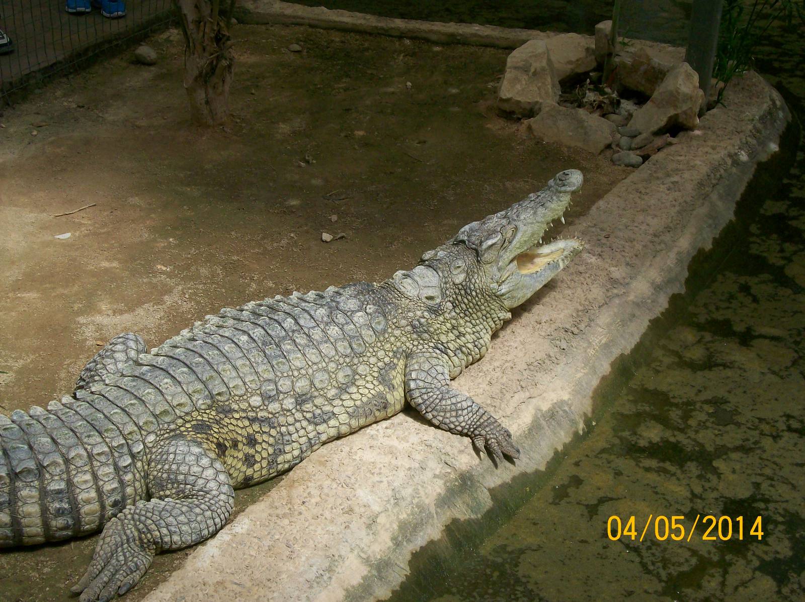Nile crocodile