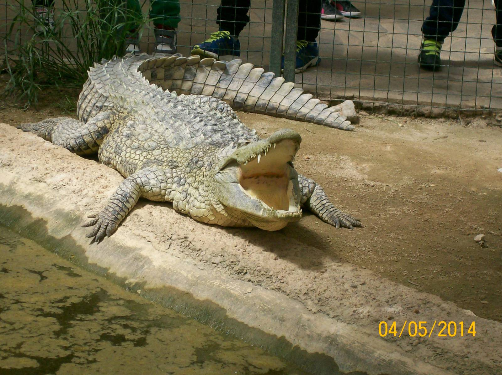 Nile crocodile