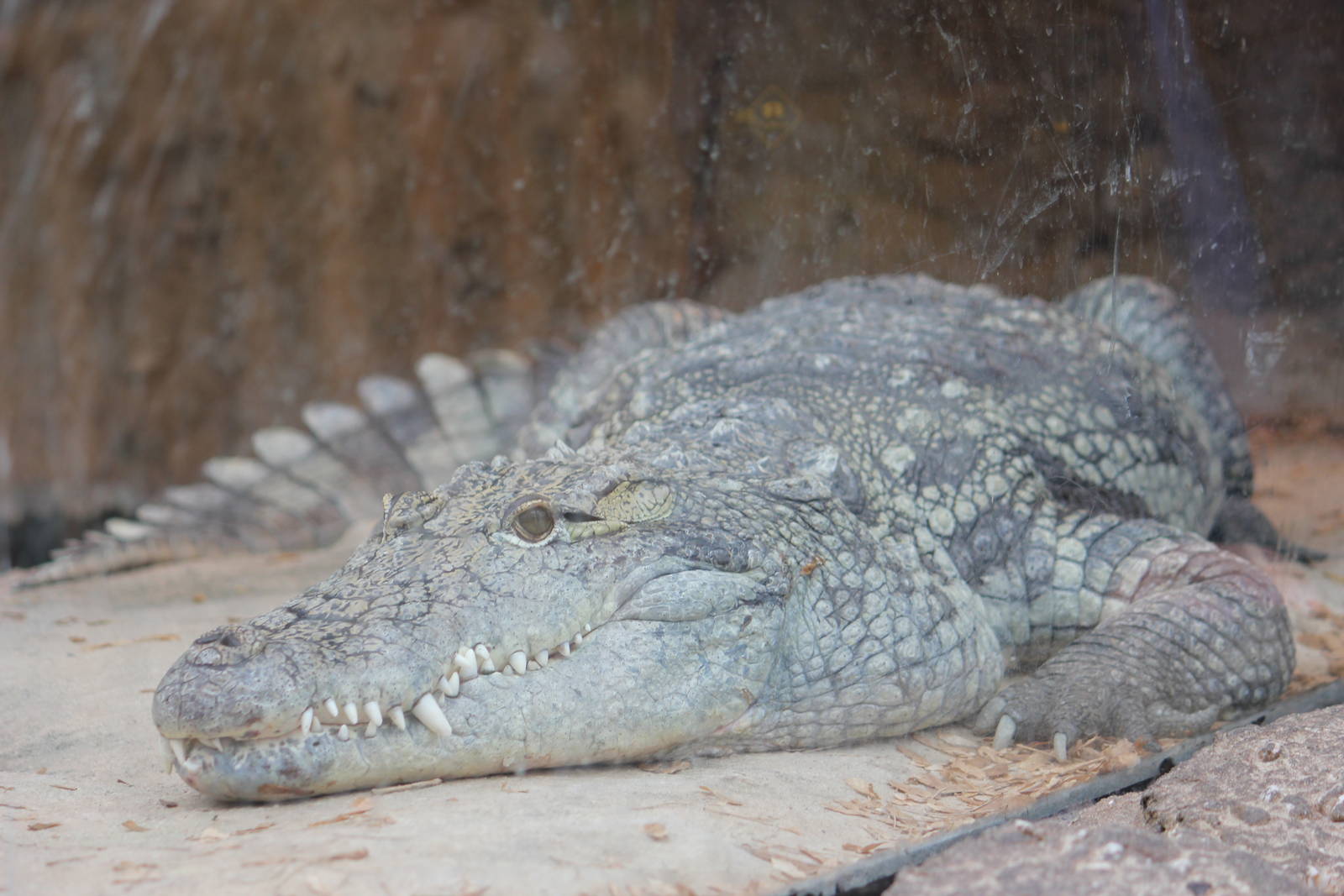 Nile crocodile
