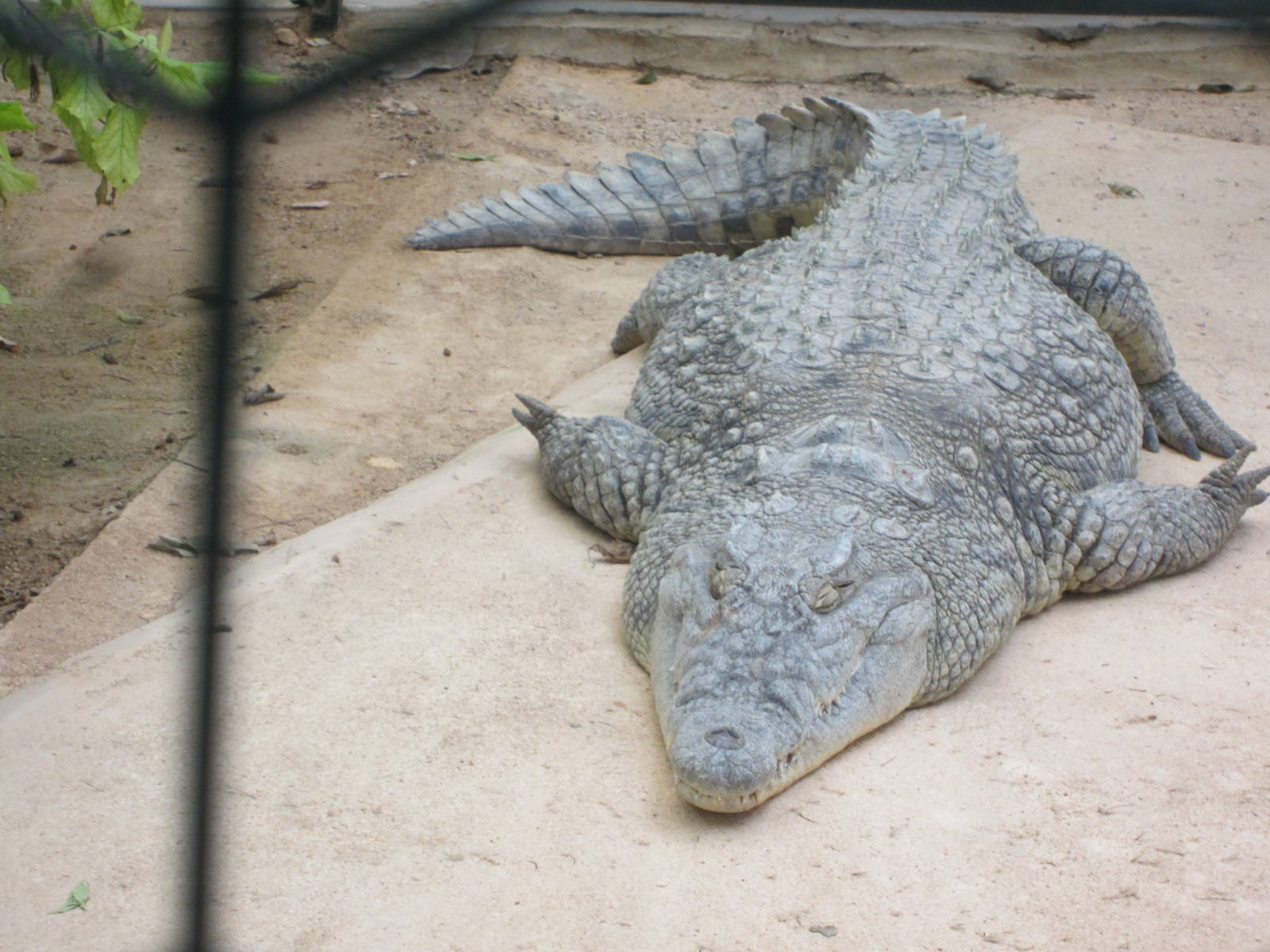 Nile Crocodile