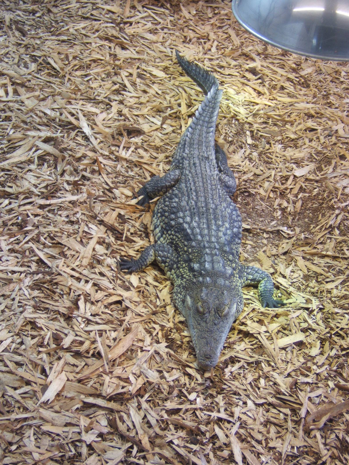 Nile Crocodile