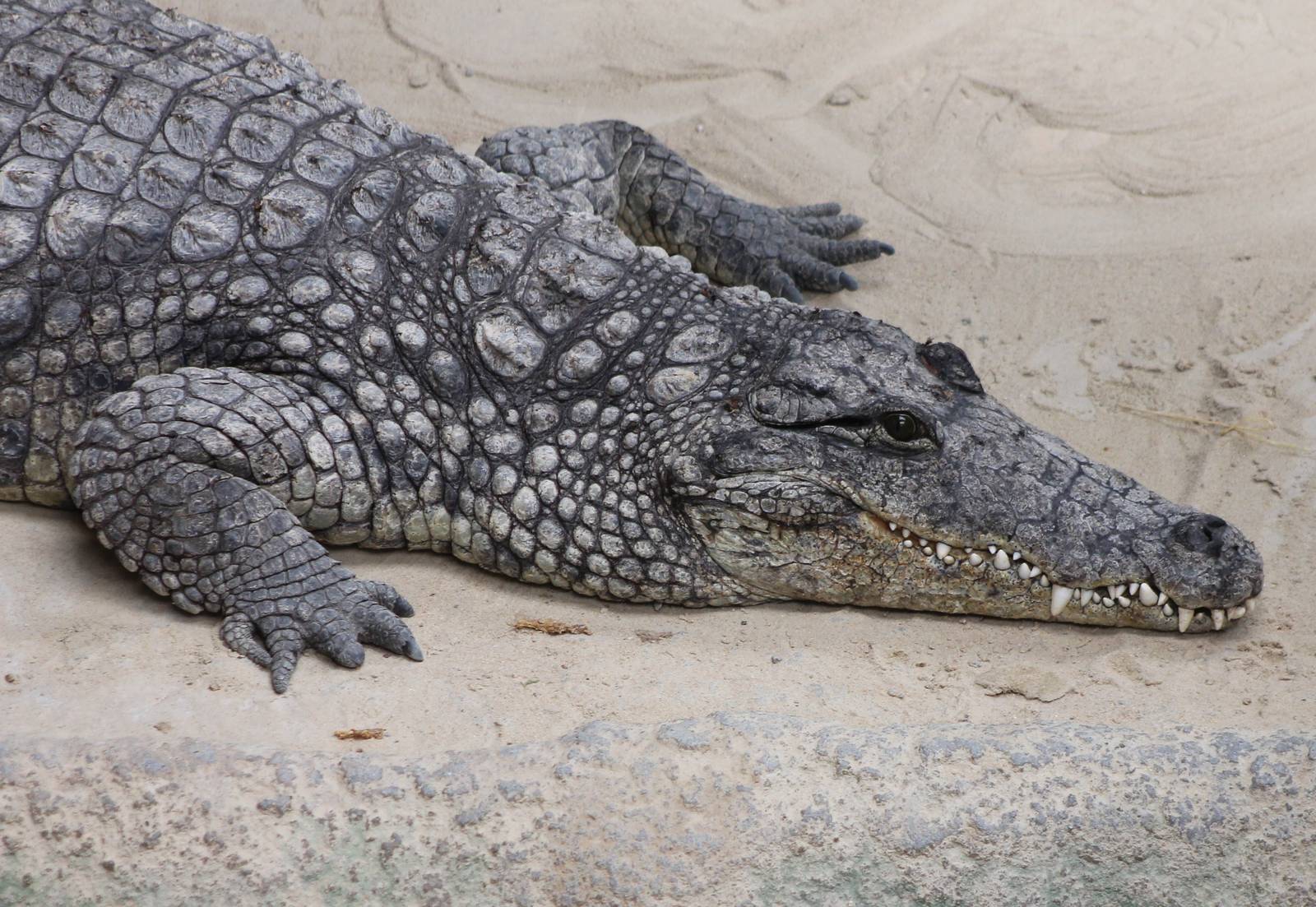Nile crocodile
