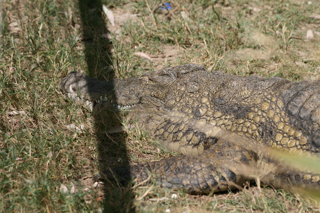 Nile Crocodile