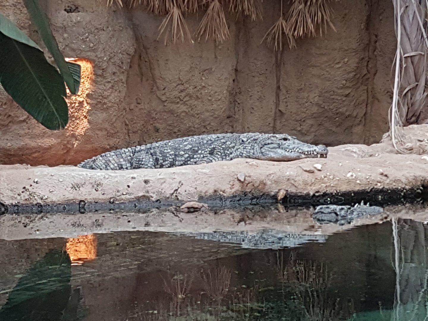 Nile crocodile