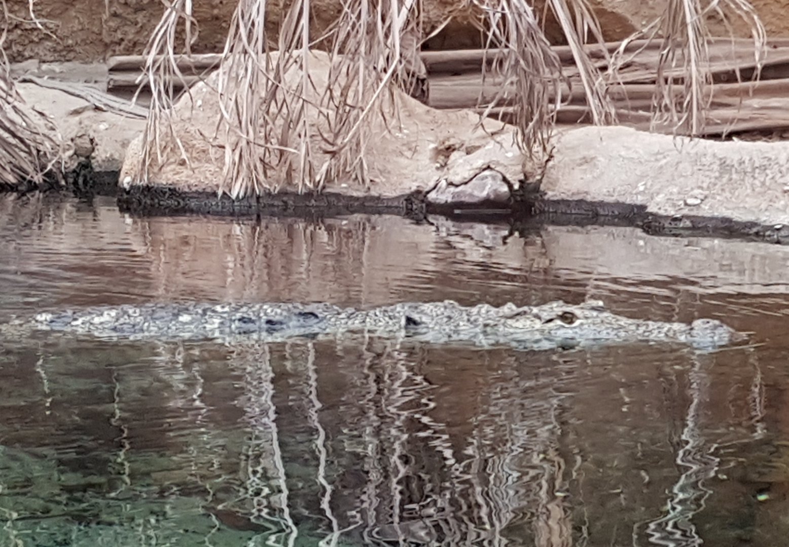 Nile crocodile
