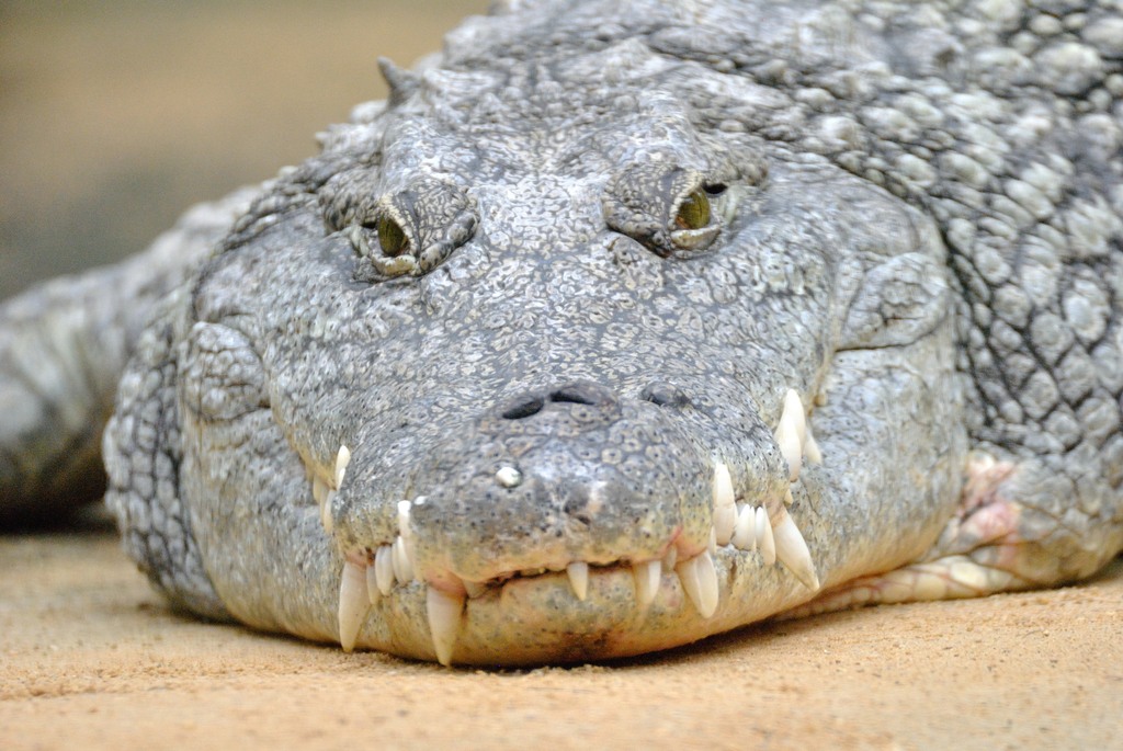 Nile crocodile