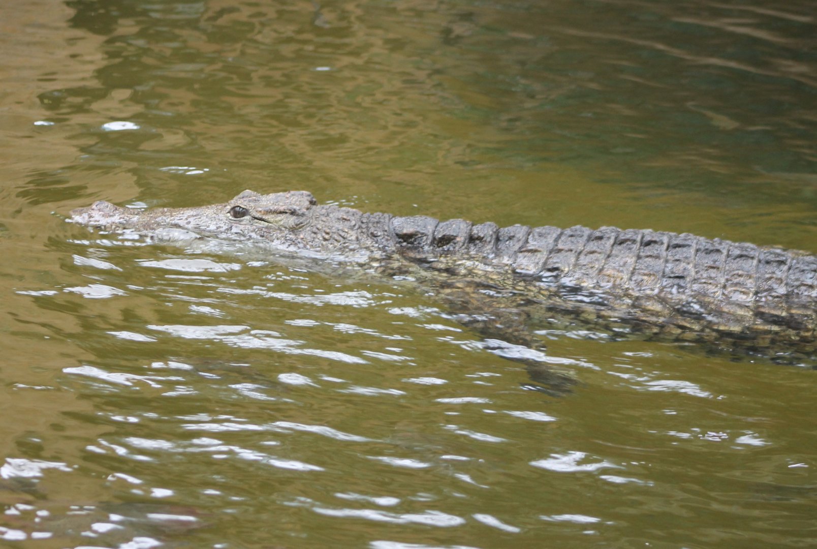 Nile crocodile