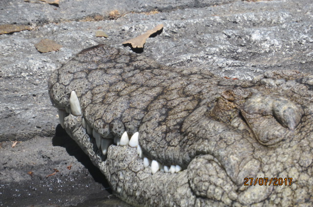 Nile Crocodile