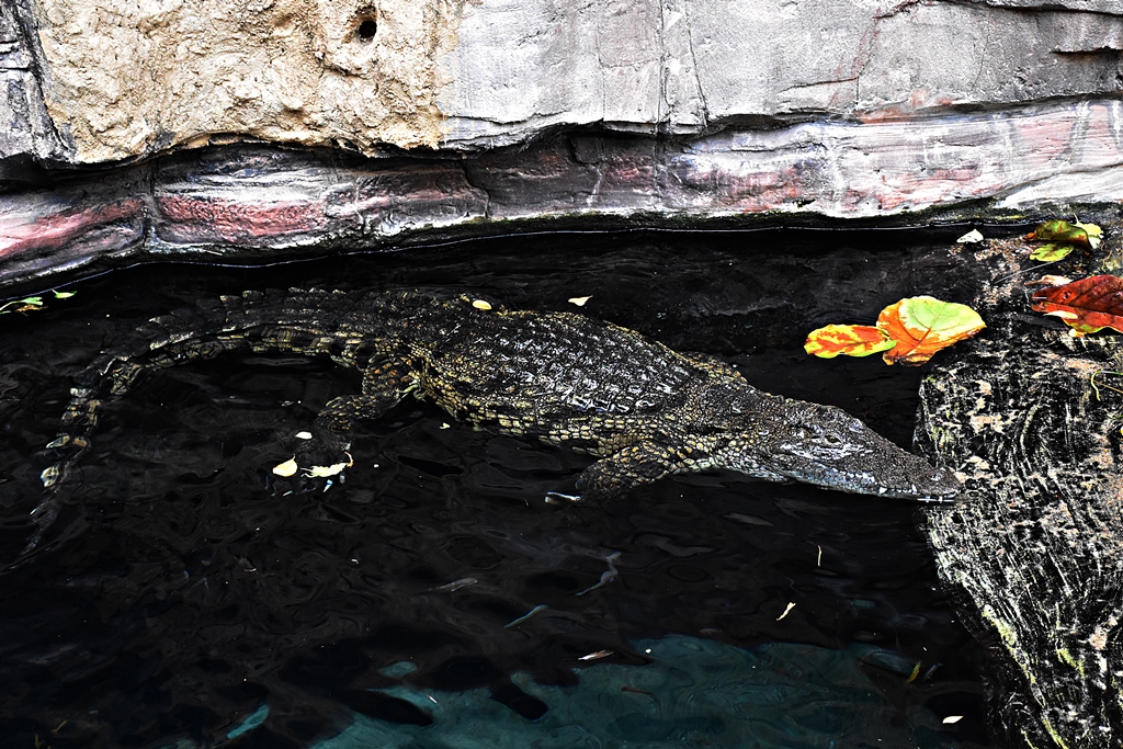 Nile crocodile