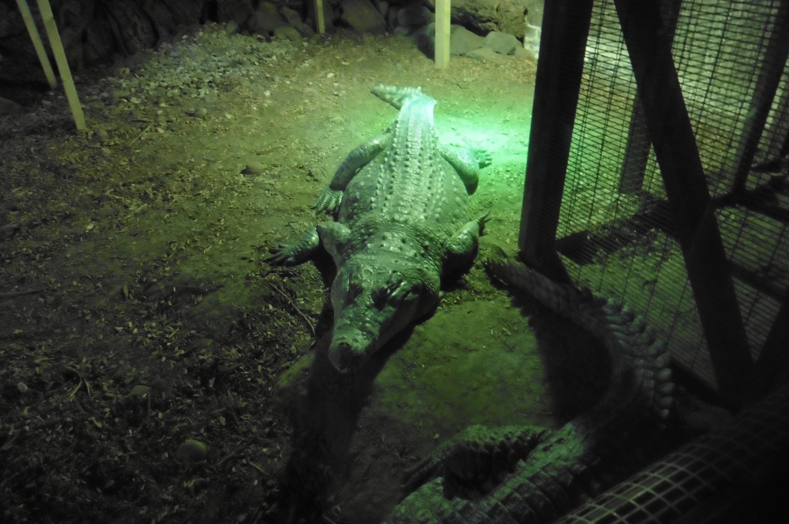 Nile Crocodile