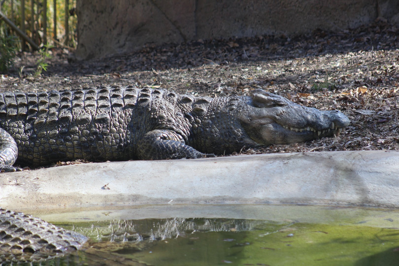 Nile Crocodile