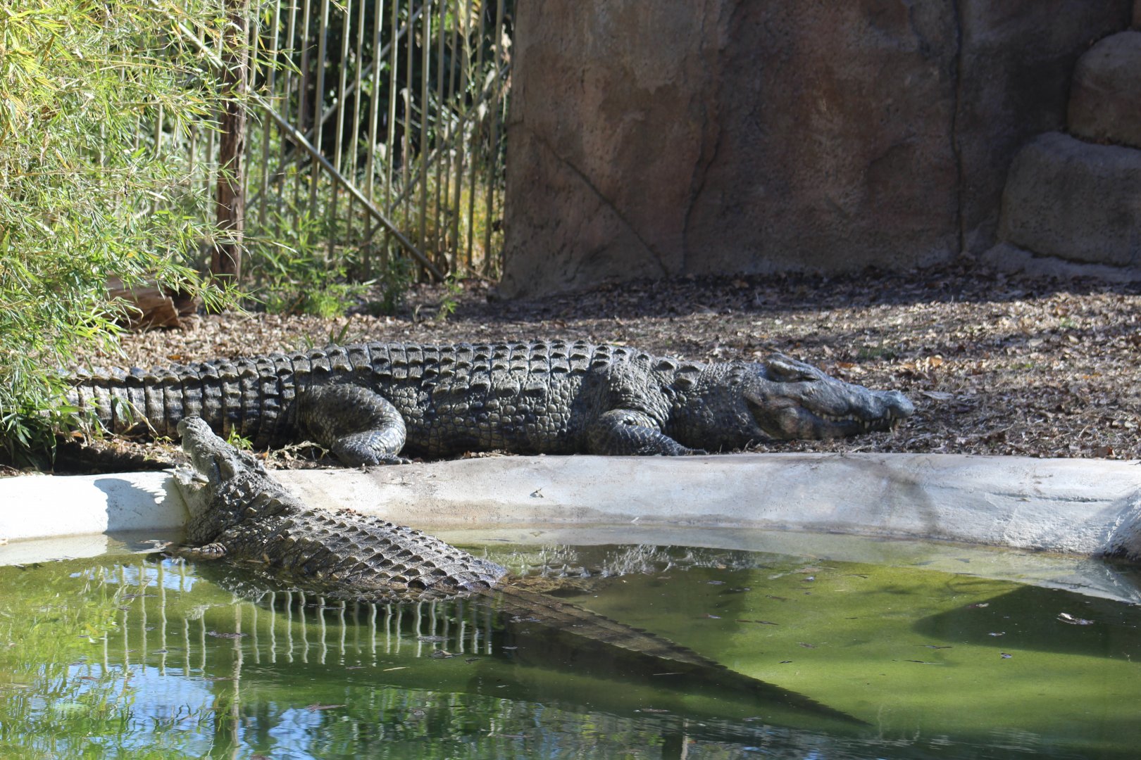 Nile Crocodile