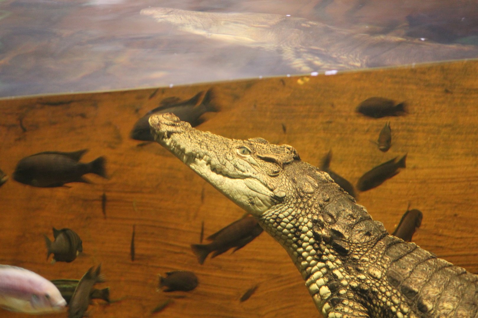 Nile Crocodile