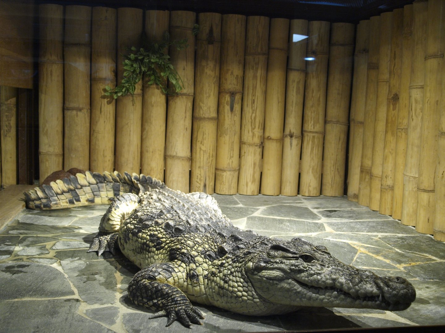 Nile crocodile