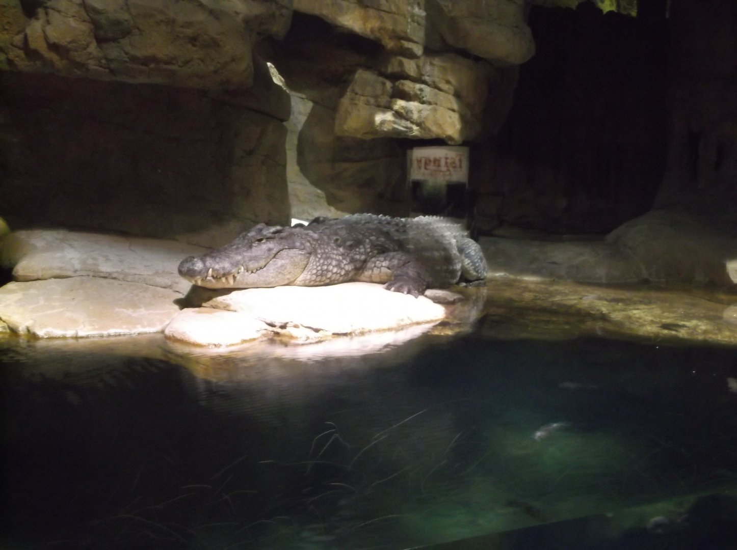 Nile crocodile