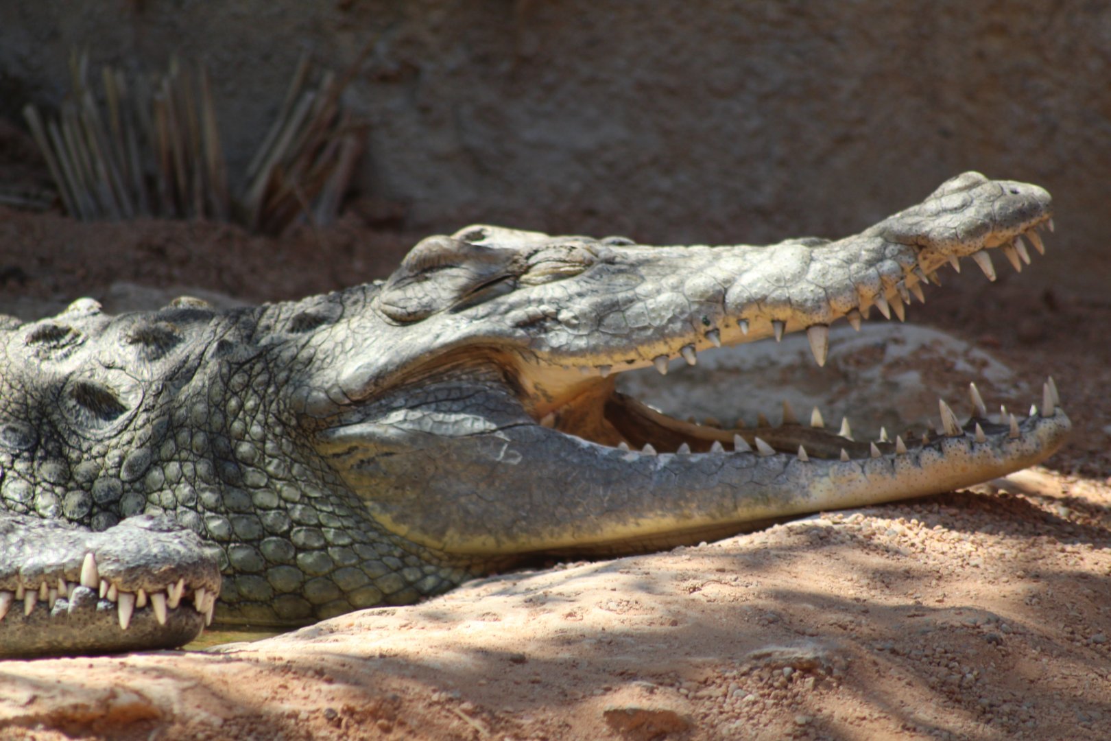 Nile Crocodile