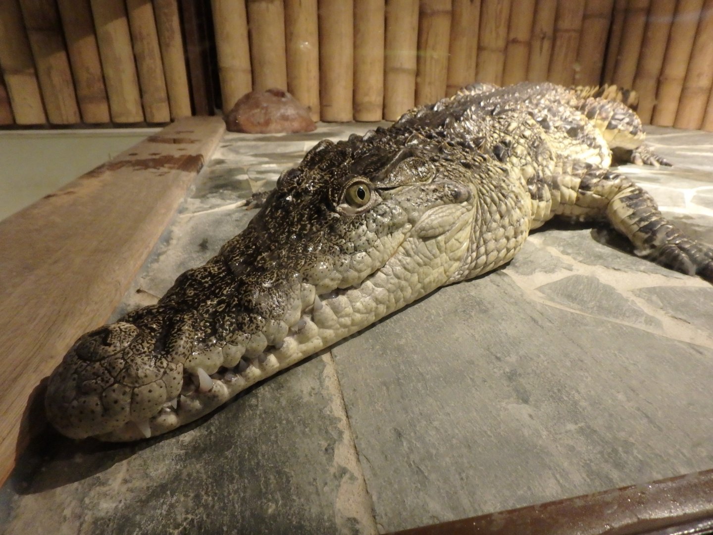 Nile crocodile