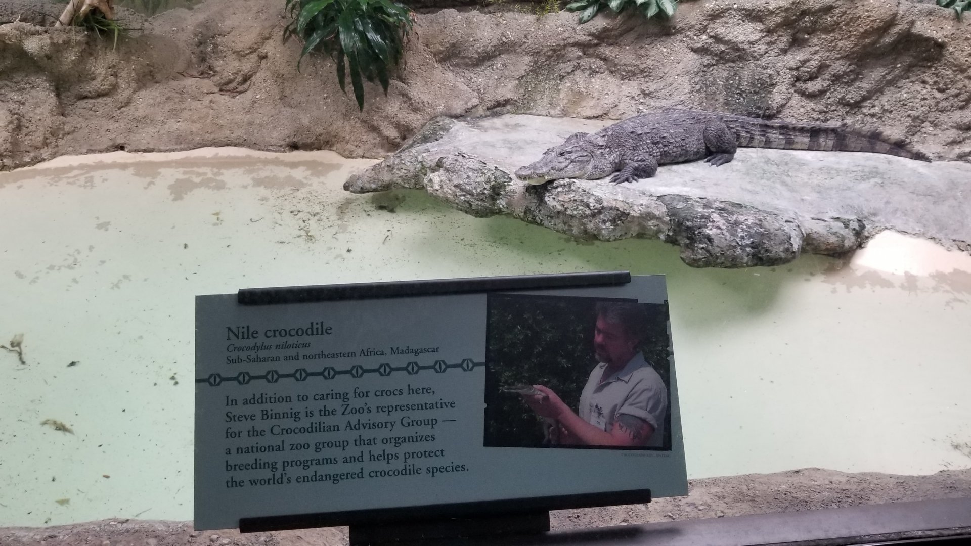 Nile Crocodile