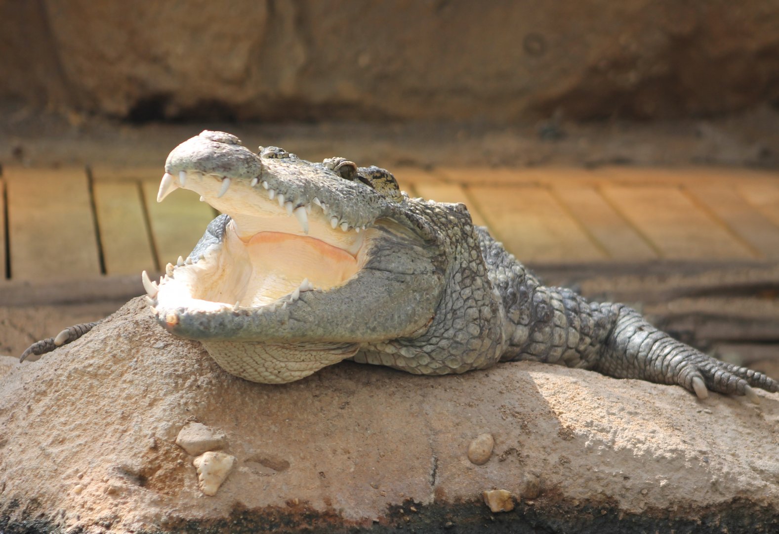 Nile crocodile