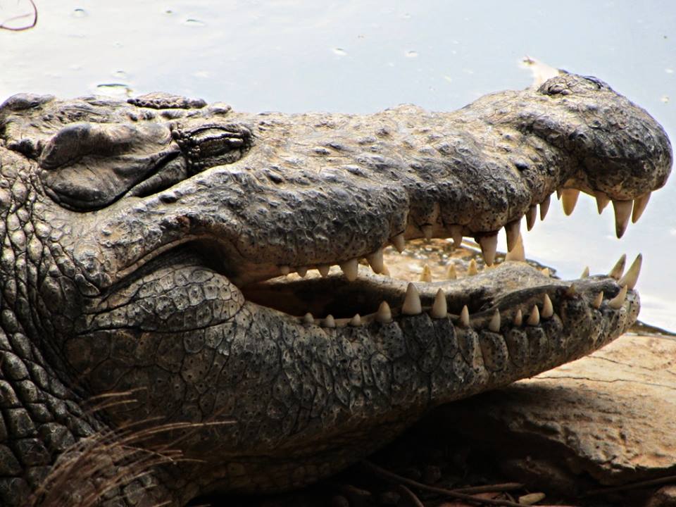 Nile Crocodile