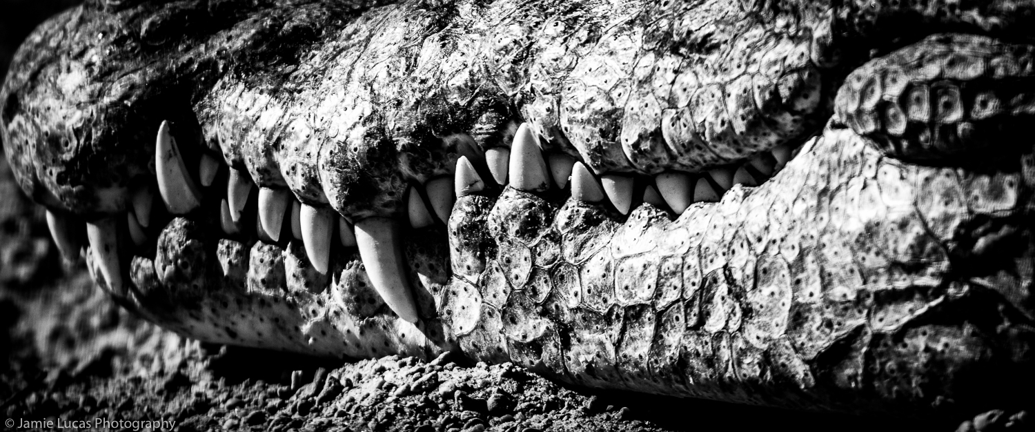Nile Crocodile
