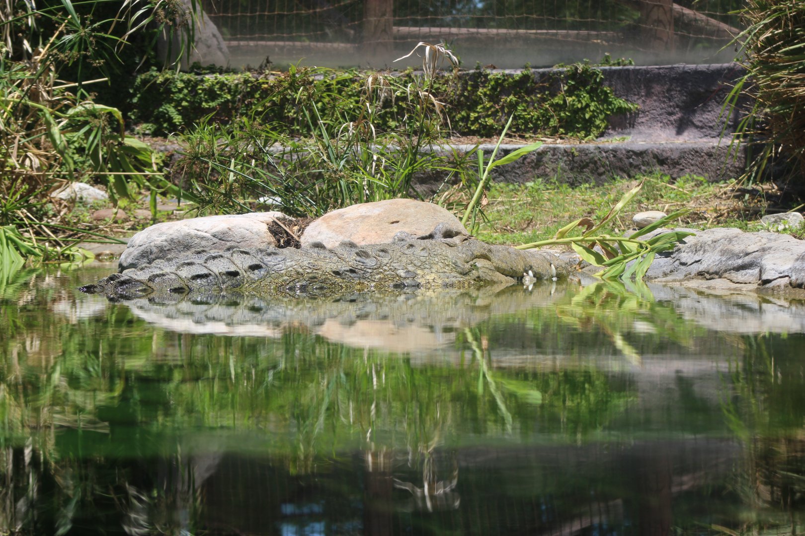 Nile Crocodile